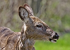 White-tailed Deer