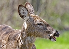 White-tailed Deer