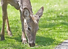 White-tailed Deer
