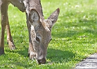 White-tailed Deer