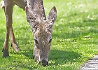 White-tailed Deer