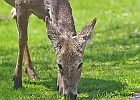 White-tailed Deer