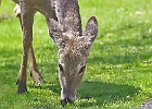 White-tailed Deer