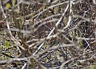White-tailed Deer
