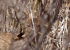White-tailed Deer