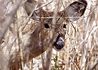 White-tailed Deer