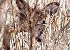 White-tailed Deer