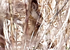 White-tailed Deer