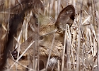 White-tailed Deer