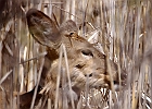 White-tailed Deer