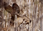 White-tailed Deer