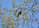 Red-winged Blackbird (Male)