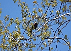 Red-winged Blackbird (Male)
