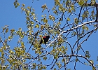 Red-winged Blackbird (Male)