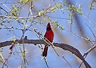 Northern Cardinal (Male)