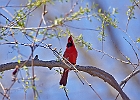 Northern Cardinal (Male)