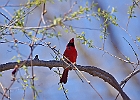 Northern Cardinal (Male)