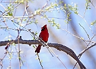 Northern Cardinal (Male)