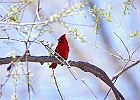 Northern Cardinal (Male)