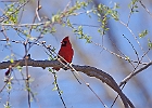 Northern Cardinal (Male)