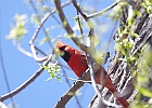 Northern Cardinal (Male)