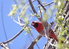 Northern Cardinal (Male)