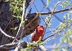 Northern Cardinal (Male)
