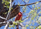 Northern Cardinal (Male)