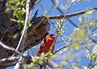 Northern Cardinal (Male)