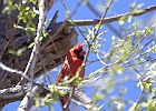 Northern Cardinal (Male)