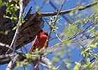Northern Cardinal (Male)
