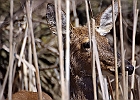 White-tailed Deer