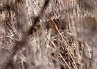 White-tailed Deer