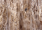 White-tailed Deer
