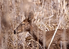 White-tailed Deer