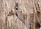 White-tailed Deer
