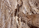 White-tailed Deer