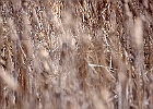 White-tailed Deer