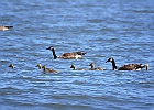 Canada Geese &#38; Goslings