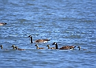 Canada Geese &#38; Goslings