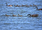 Canada Geese &#38; Goslings