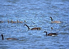 Canada Geese &#38; Goslings