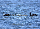 Canada Geese &#38; Goslings
