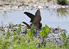Barn Swallow