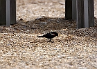 Red-winged Blackbird - Male