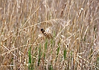 Barn Swallow
