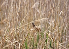 Barn Swallow