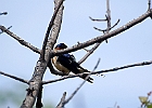 Barn Swallow