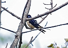 Barn Swallow