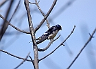Barn Swallow